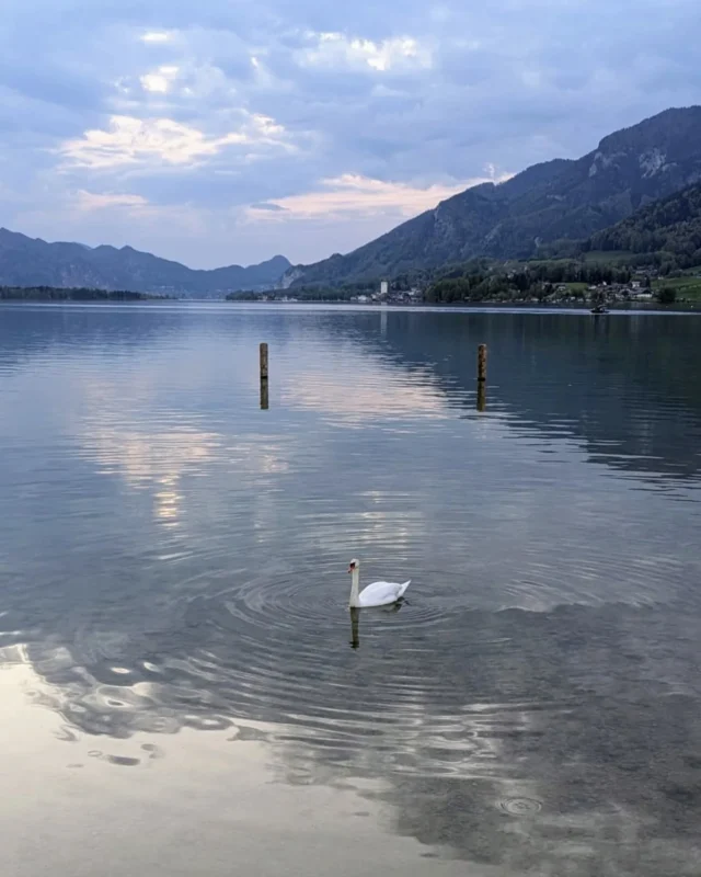 Die Stimmung am See...davon werde ich nie genug bekommen. Nichts lässt mich innerlich schneller runterkommen als einfach hier zu sitzen und übers Wasser zu schauen. Immer wieder schön, immer wieder anders...je nach Wetter und Tageszeit...aber immer wieder einfach magisch.✨

Die Aufnahmen sind von gestern Abend. Konnte sie in der Story nicht mehr hochladen, weil zu voll.🙃🙈 
Hatte ja Urlaubsspam versprochen.😁

#urlaub #auszeit #wolfgangsee #strobl #salzkammergut#zeitzuzweit #diekleinendinge #dankbar  #beautiful #draußen#glücksmomente #achtsamkeit
#laufenmachtglücklich #outdoors #natur #nature #thepowerofnature #naturfotografie #naturephotography #naturelover #love #beautiful   #instagood #view #meinewuseleien